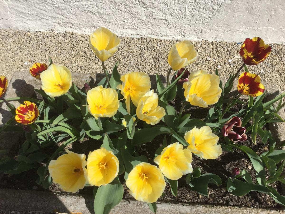 مبيت وإفطار Le Jardin De Rose 24 Feuillebert Romagne 86700 المظهر الخارجي الصورة